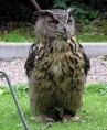 /album/drugi/a180px-eagle-owl-arp-750pix-1-jpg/